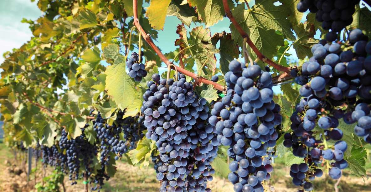 From Madrid: Alcalá de Henares, Winery Tour & Wine Tasting - Key highlights you’ll feel right away
