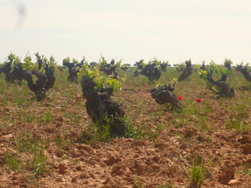 Madrid Region Wineries Guided Tour with Wine Tastings - Colmenar de Oreja: where caves, vines, and clay pots steal the show