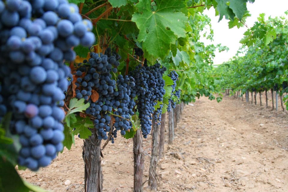 Madrid: Toledo Day Trip with Winery Visit and Wine Tasting - Price and value: what you really get for $81