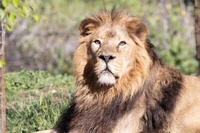 Madrid: Zoo Aquarium Madrid Ticket - Your day plan: pacing a 20-hectare park without burning out