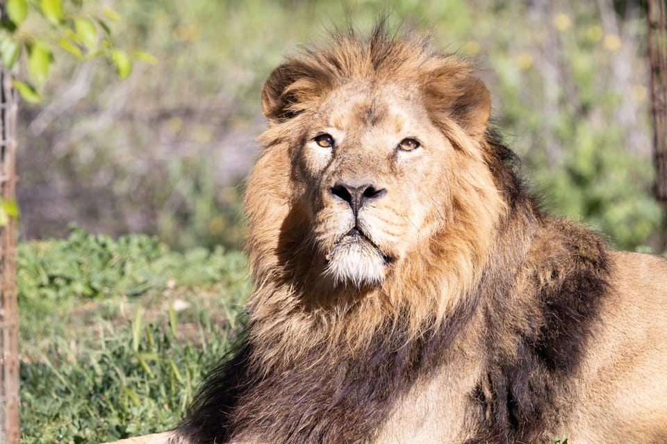 Madrid: Zoo Aquarium Madrid Ticket - Your day plan: pacing a 20-hectare park without burning out