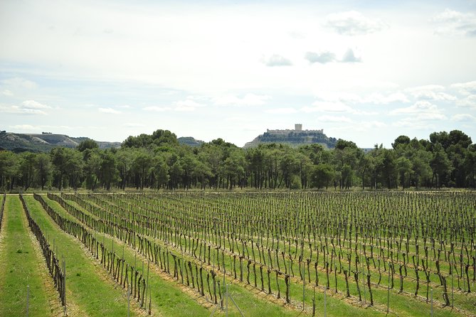 Ribera del Duero Wineries Guided Tour & Wine Tasting from Madrid - Key highlights worth planning around