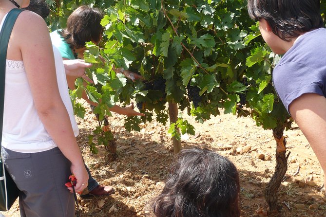 Ribera del Duero Wineries Guided Tour & Wine Tasting from Madrid - Lunch break in Roa: taste Castilian food without a set menu